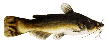 Black Bullhead