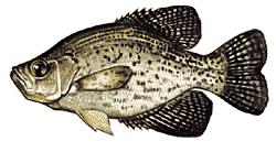 Black Crappie