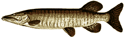 Muskellunge