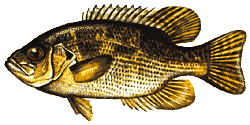 Rock Bass