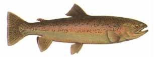 Rainbow Trout