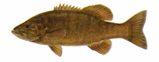 Smallmouth Bass