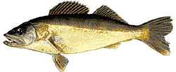 Walleye