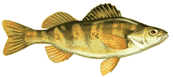 Yellow Perch